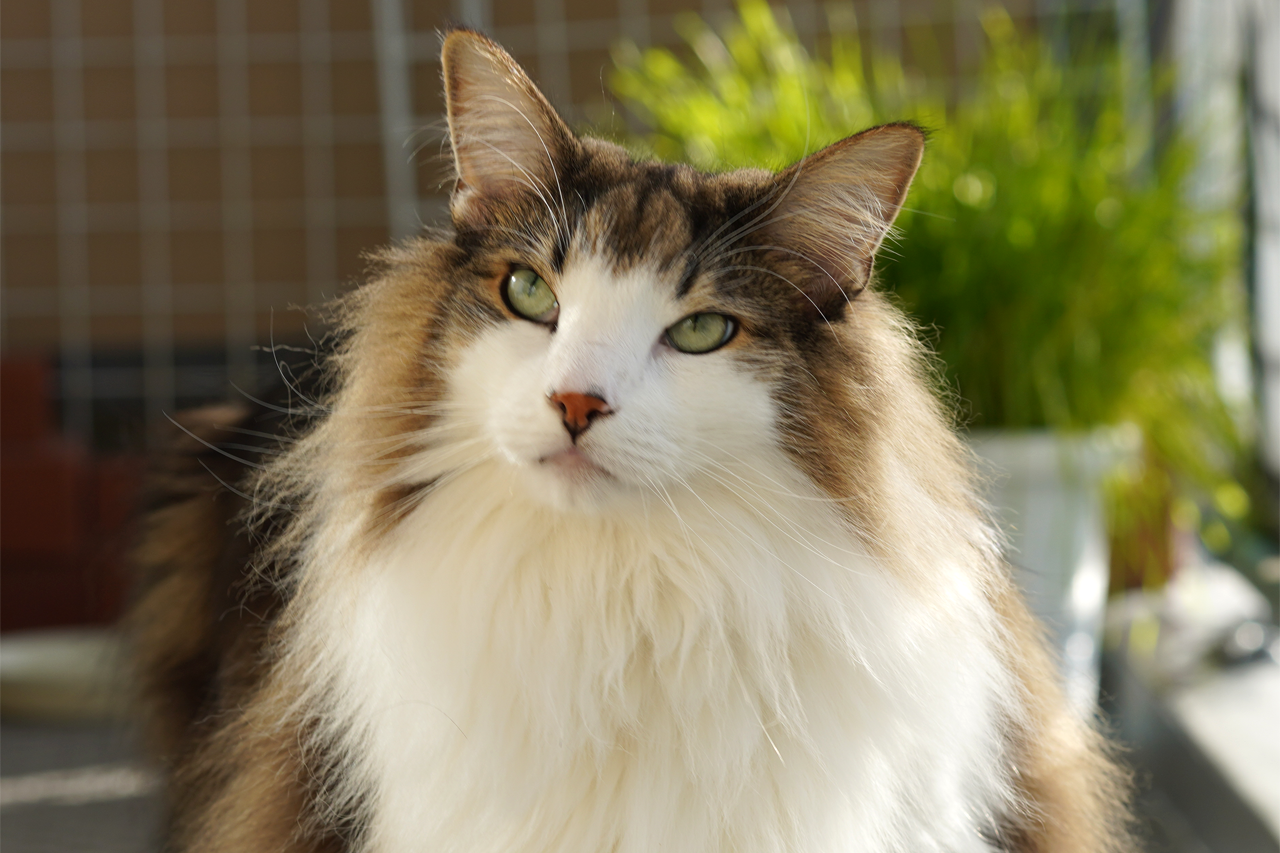 f:id:kazuhiro0214:20200109080726p:plain