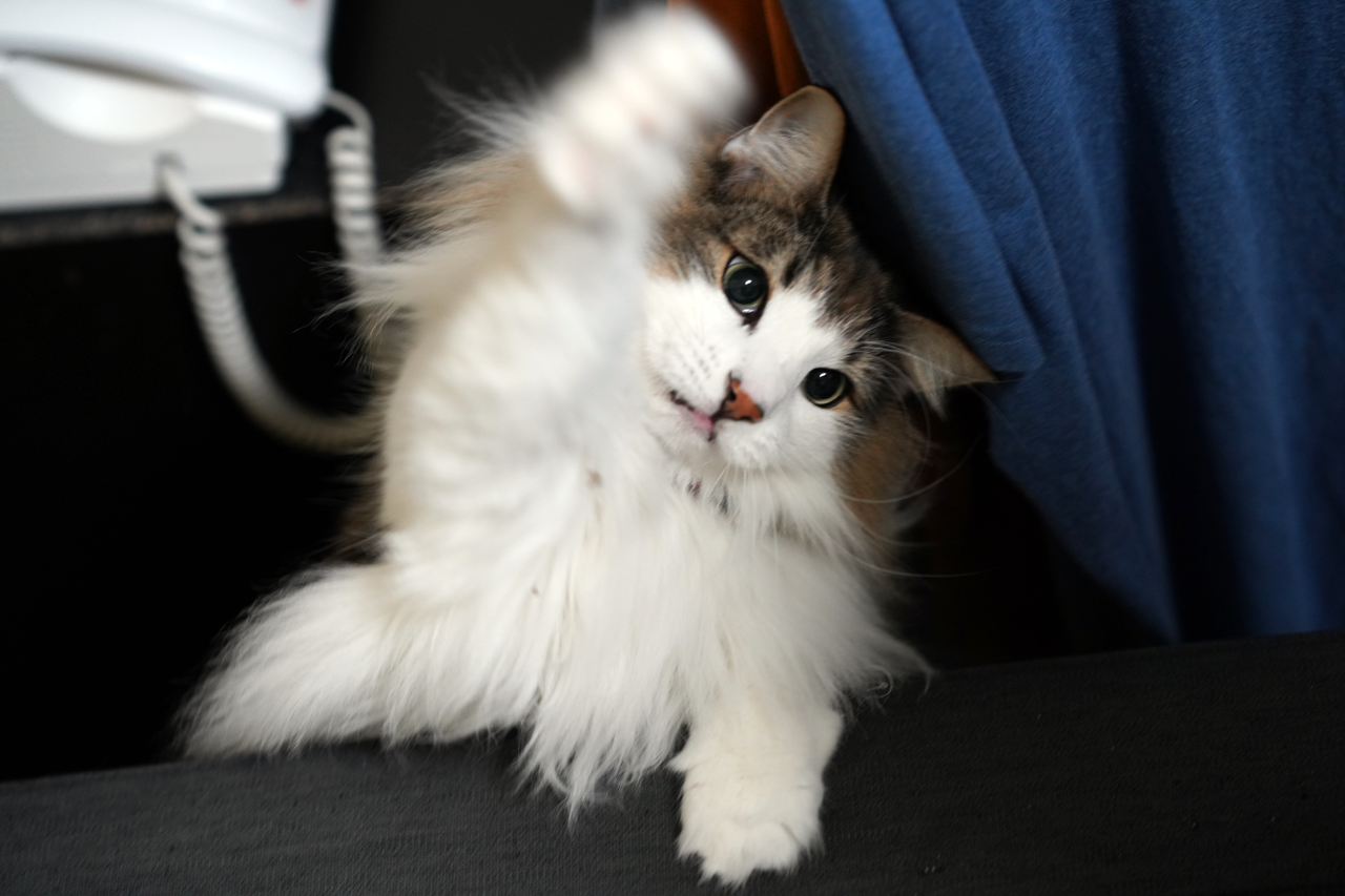 f:id:kazuhiro0214:20200111151347p:plain f:id:kazuhiro0214:20200111151347p:plain