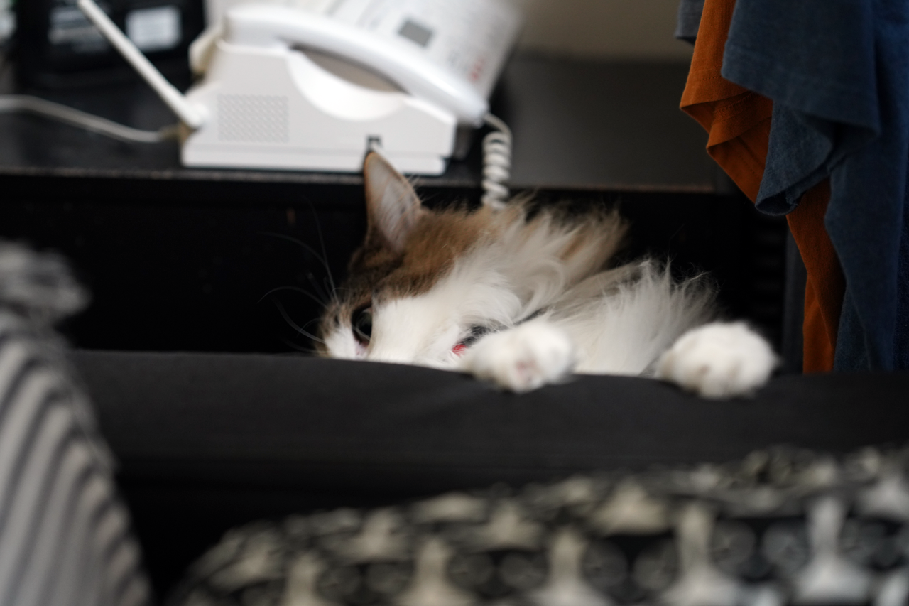 f:id:kazuhiro0214:20200111151430p:plain f:id:kazuhiro0214:20200111151430p:plain