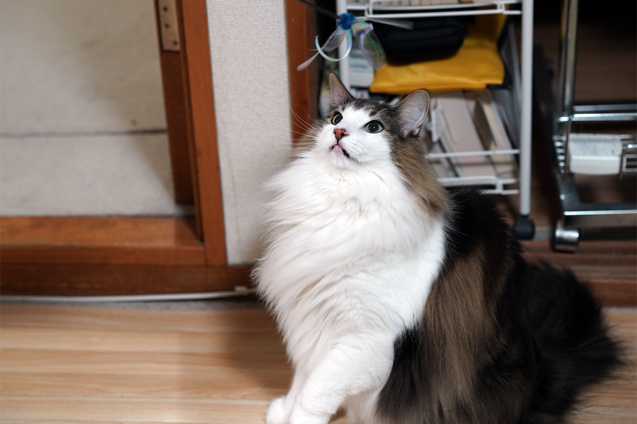 f:id:kazuhiro0214:20200111151502p:plain f:id:kazuhiro0214:20200111151502p:plain