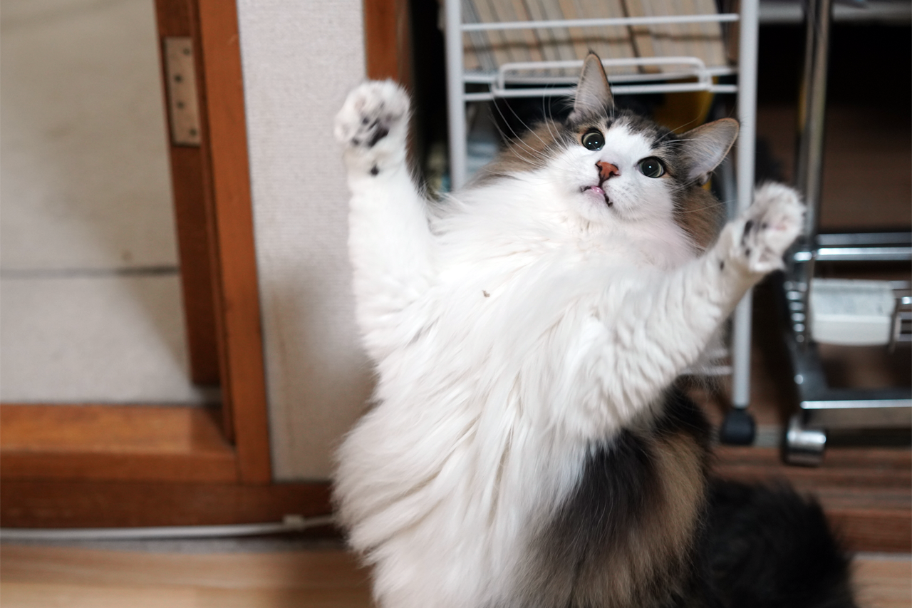 f:id:kazuhiro0214:20200111151534p:plain f:id:kazuhiro0214:20200111151534p:plain