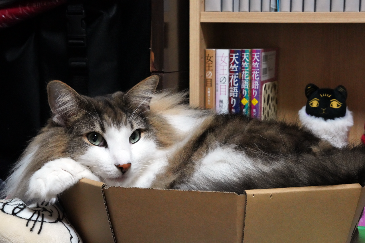 f:id:kazuhiro0214:20200112163247p:plain