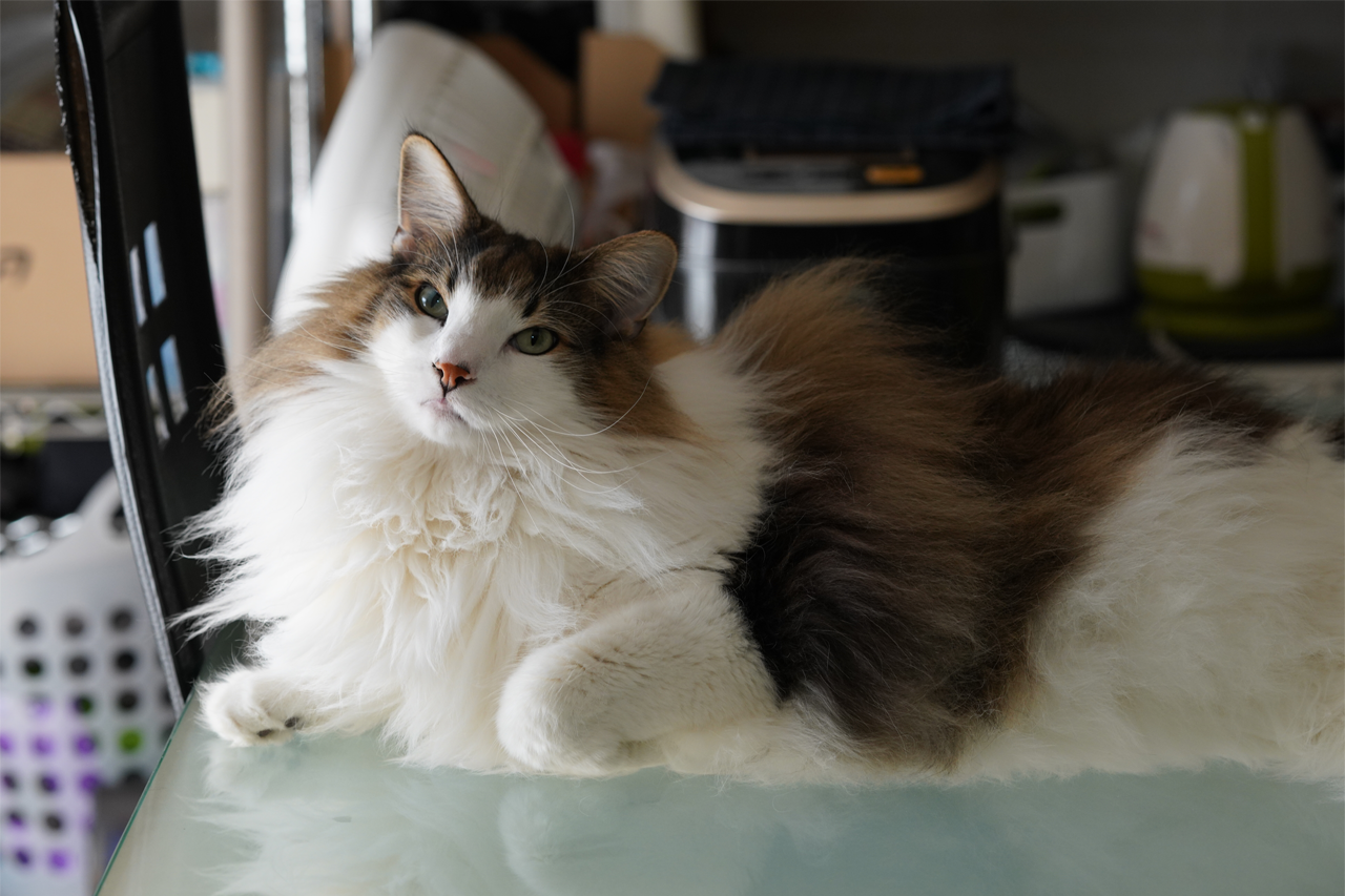 f:id:kazuhiro0214:20200126125647p:plain