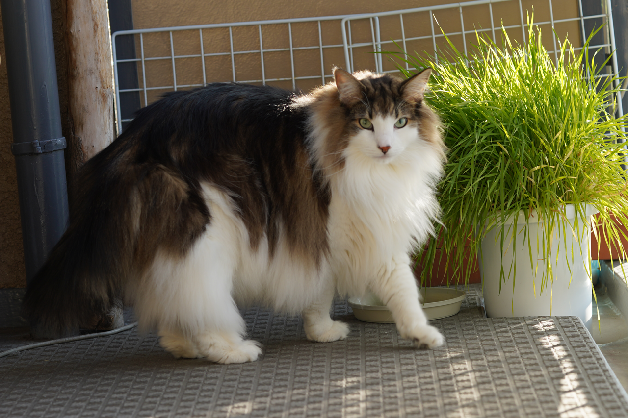 f:id:kazuhiro0214:20200126125712p:plain