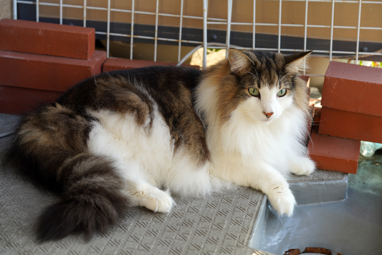 f:id:kazuhiro0214:20200126130027p:plain