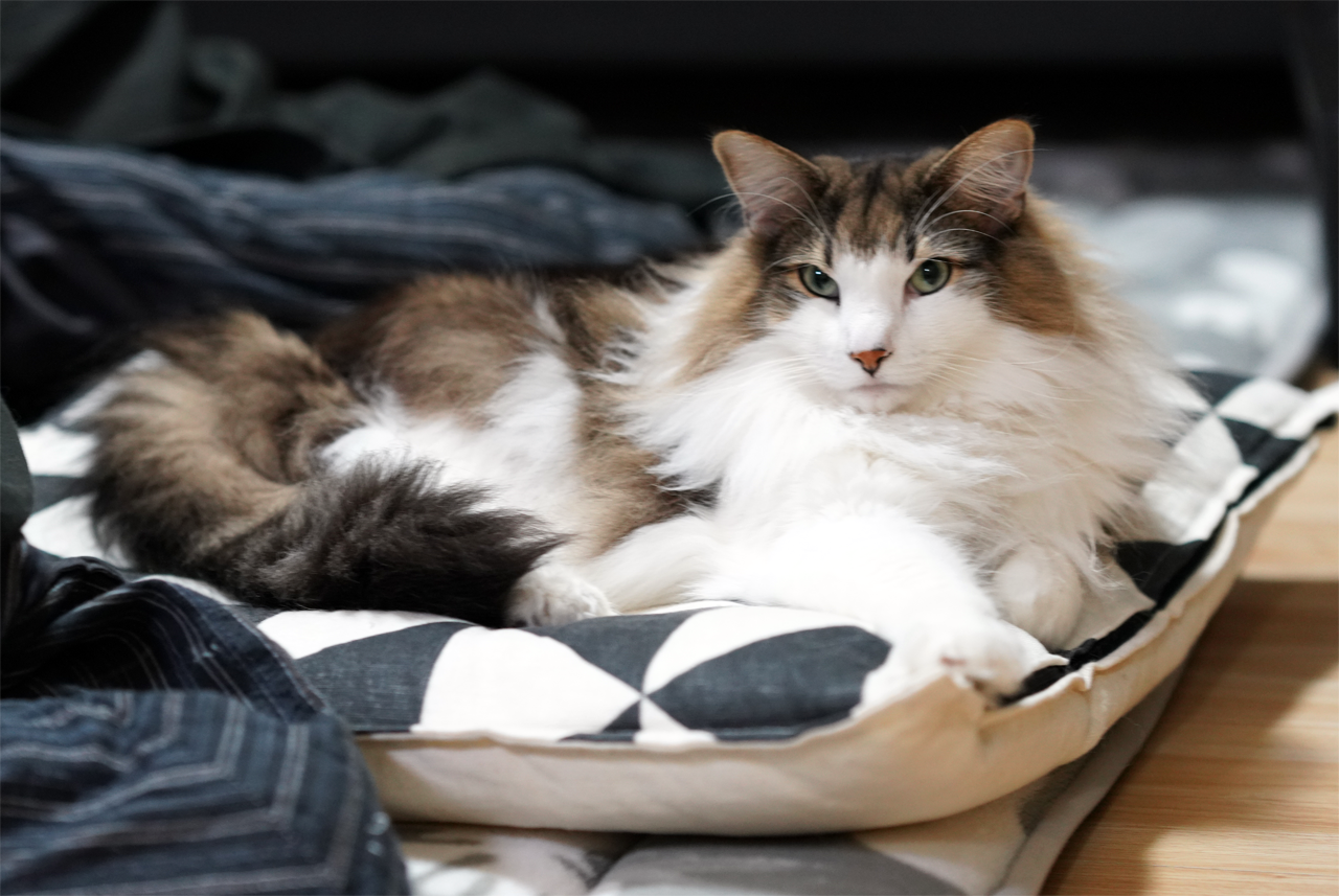 f:id:kazuhiro0214:20200126130046p:plain