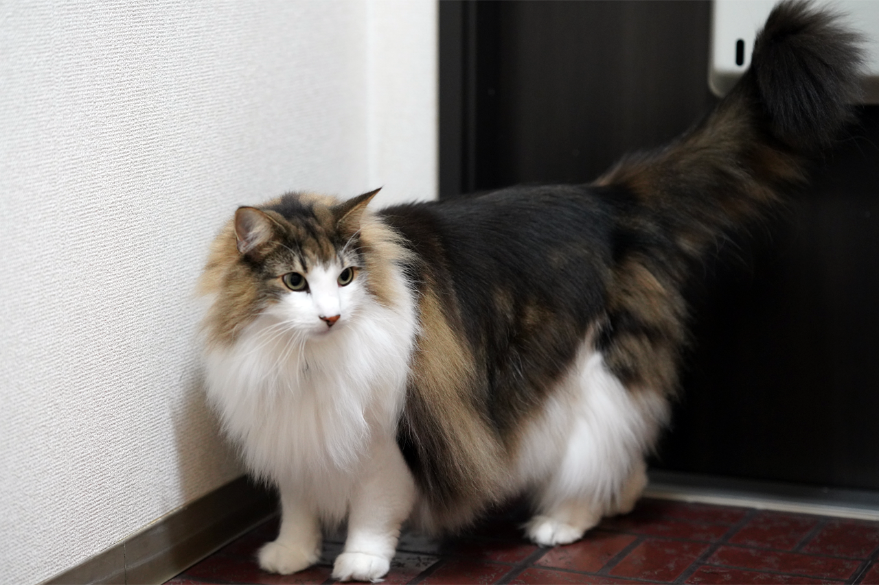 f:id:kazuhiro0214:20200128081507p:plain