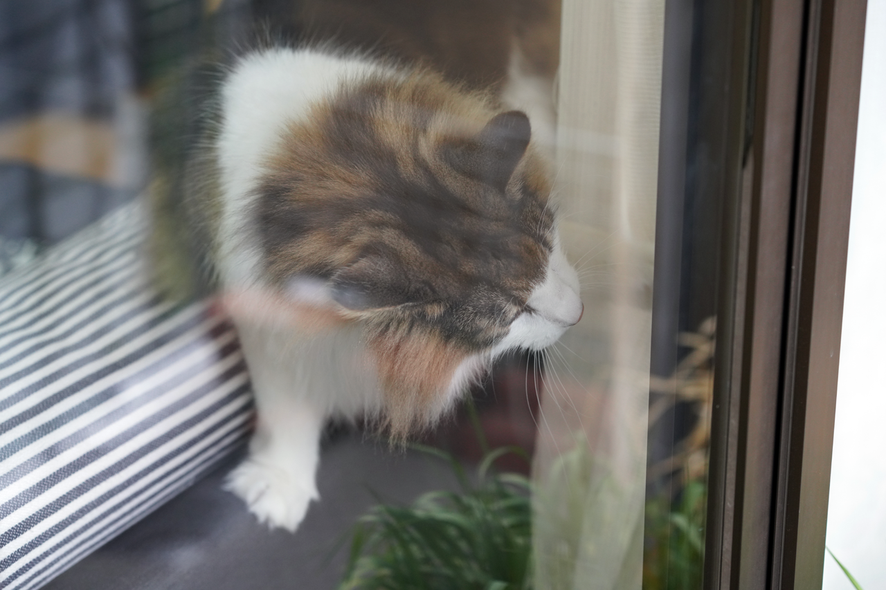 f:id:kazuhiro0214:20200201000339p:plain