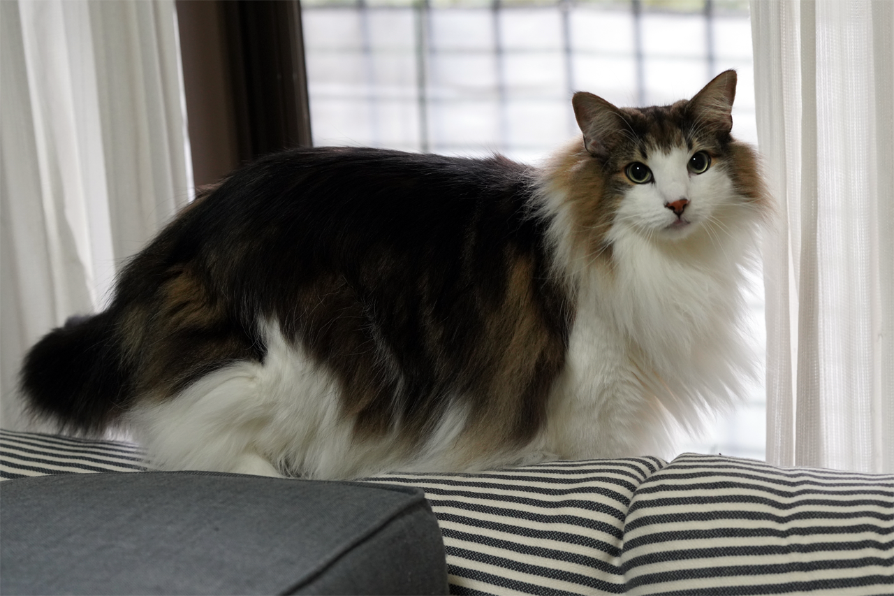 f:id:kazuhiro0214:20200201000404p:plain