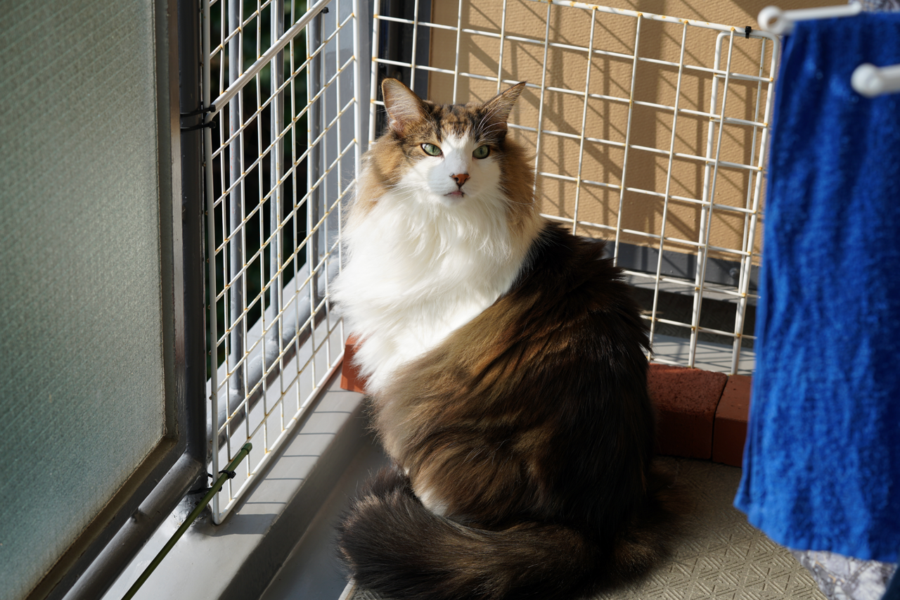 f:id:kazuhiro0214:20200201000512p:plain