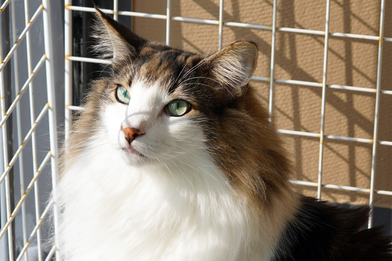 f:id:kazuhiro0214:20200201000536p:plain