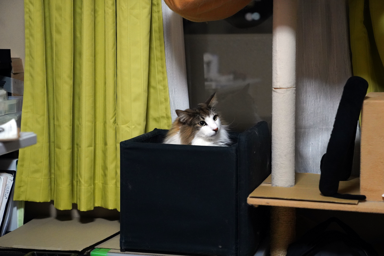 f:id:kazuhiro0214:20200209134437p:plain