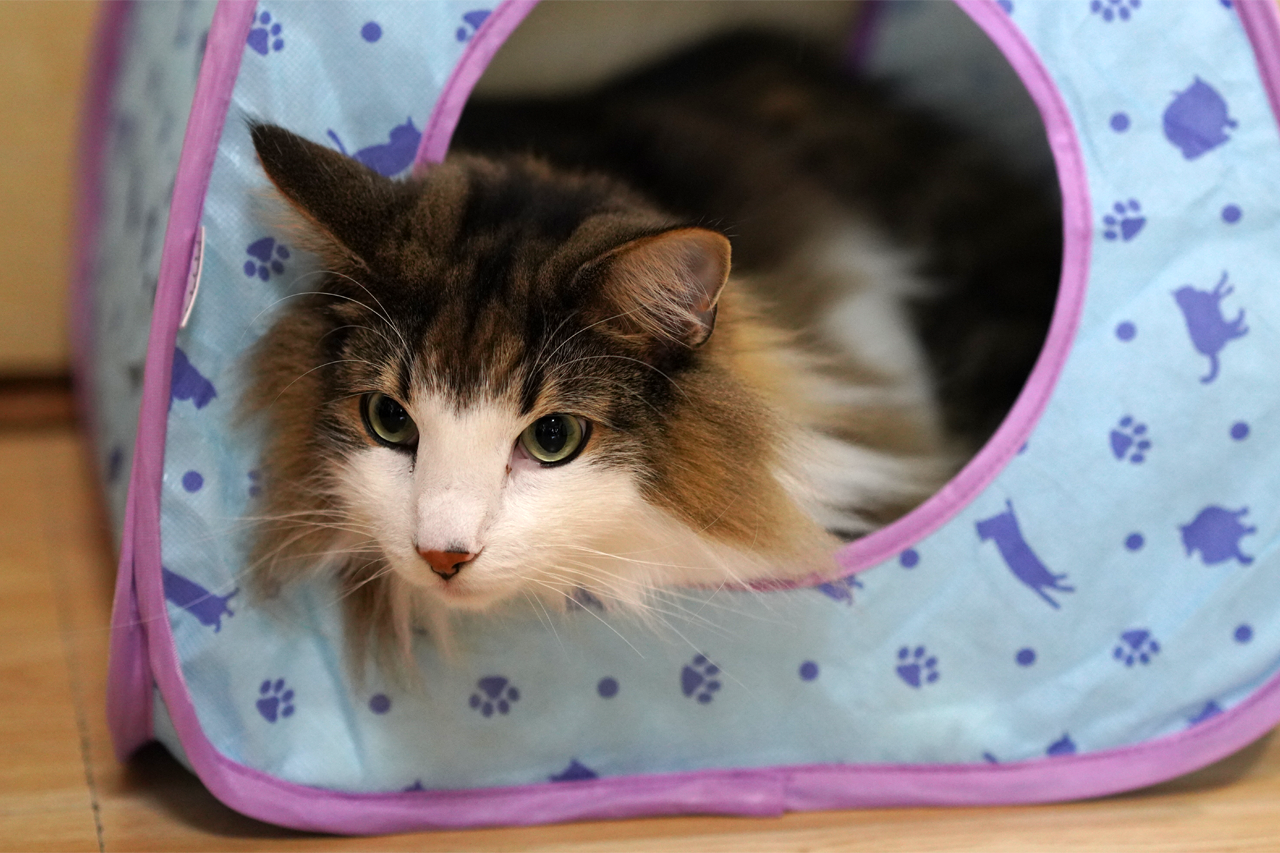 f:id:kazuhiro0214:20200307002639p:plain