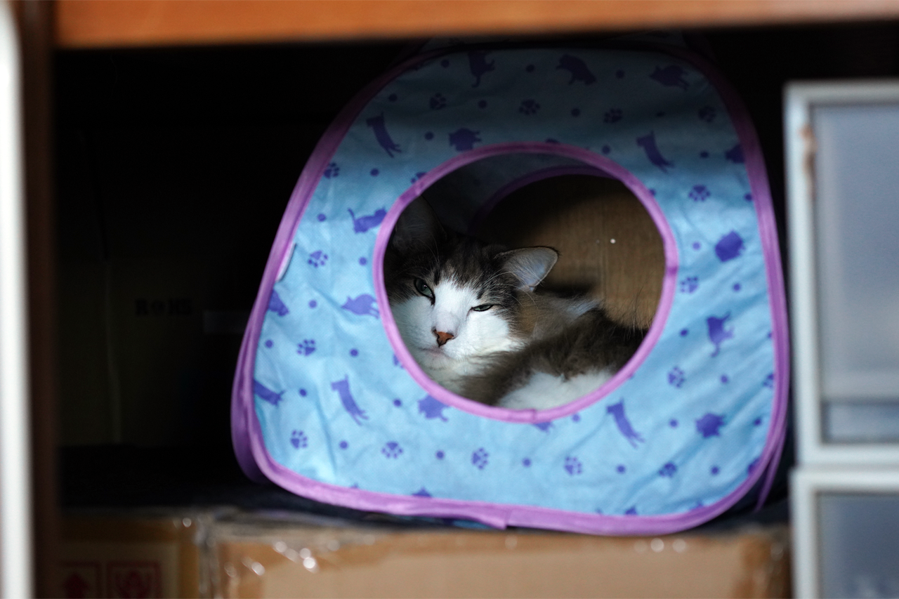 f:id:kazuhiro0214:20200307002945p:plain