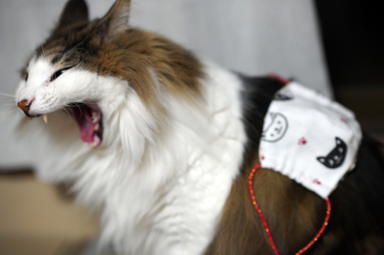 f:id:kazuhiro0214:20200308224748p:plain