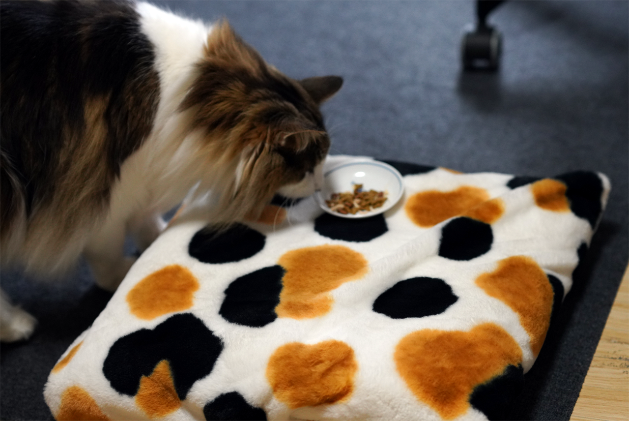 f:id:kazuhiro0214:20200308225044p:plain