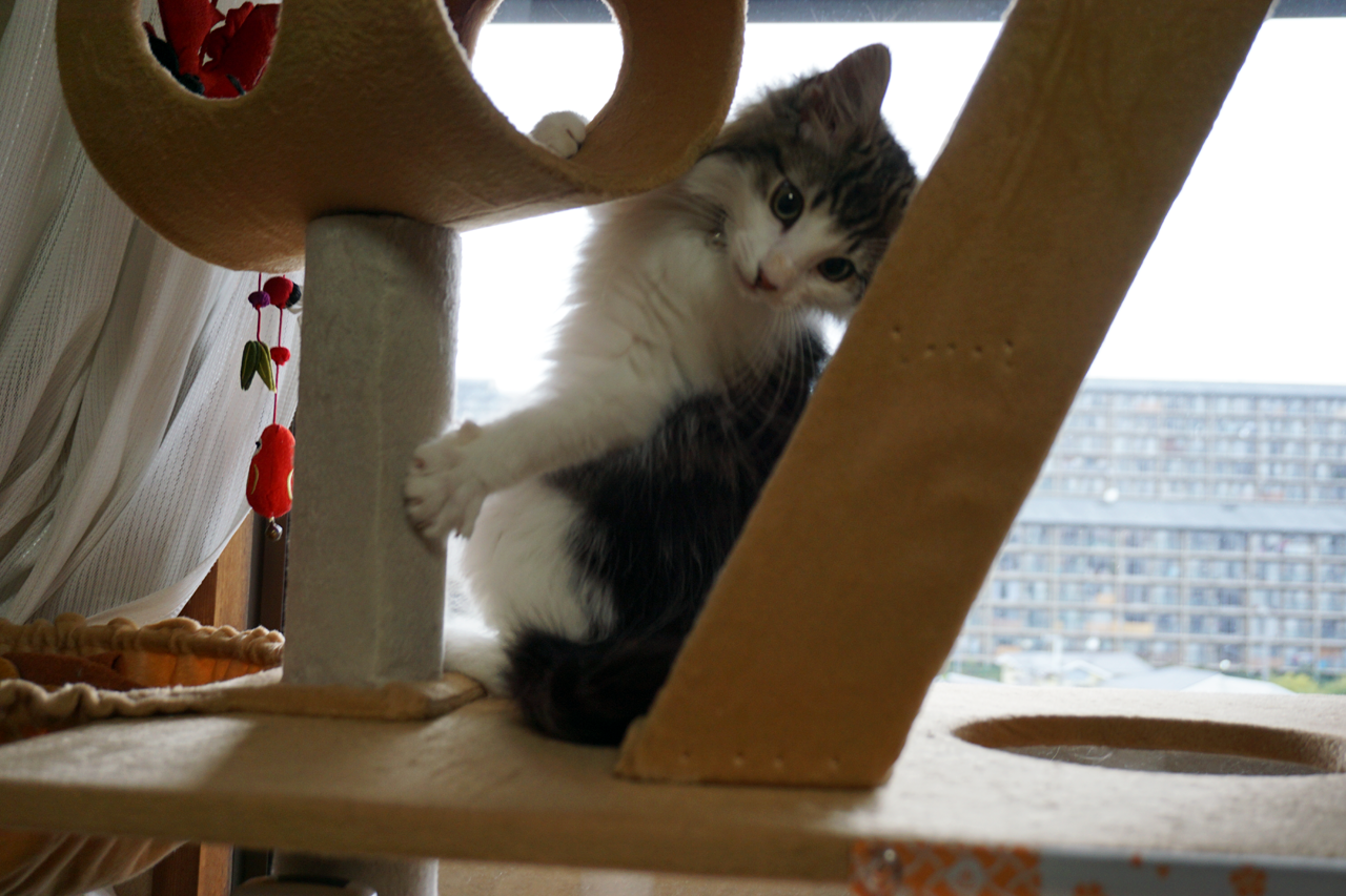 f:id:kazuhiro0214:20200313231150p:plain