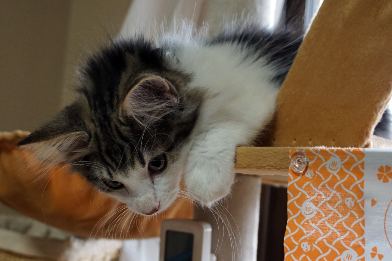 f:id:kazuhiro0214:20200313231213p:plain