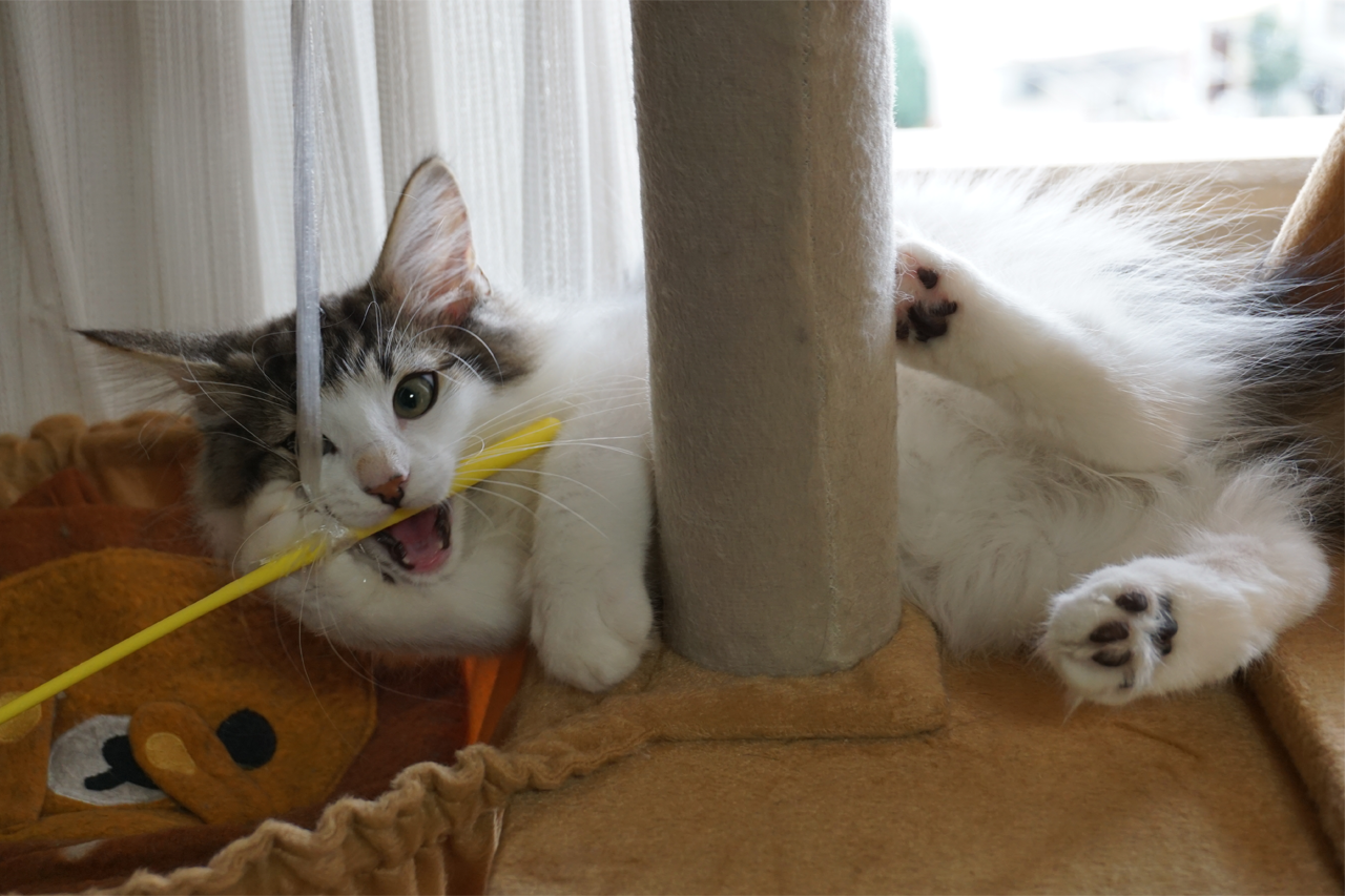 f:id:kazuhiro0214:20200313231359p:plain