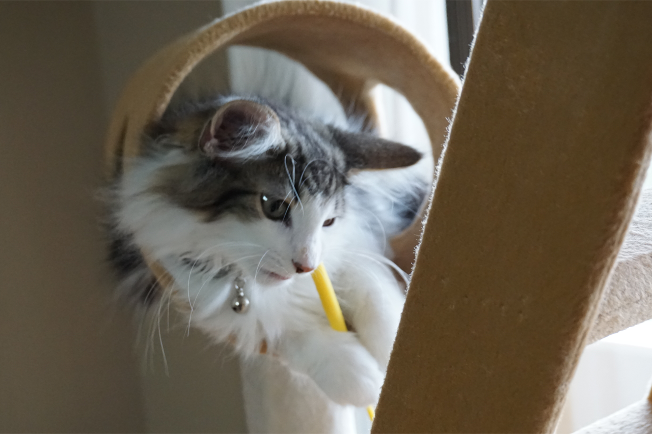 f:id:kazuhiro0214:20200313231443p:plain