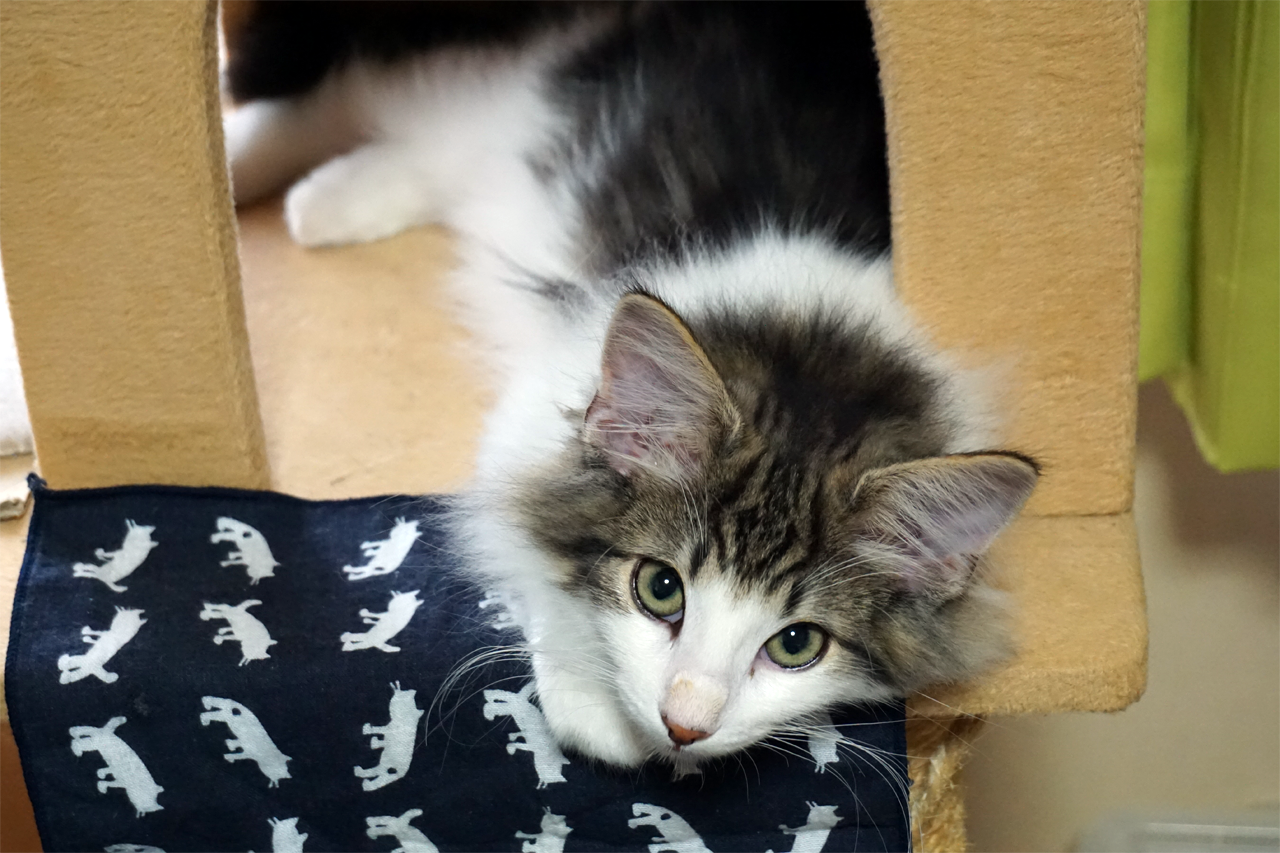 f:id:kazuhiro0214:20200313231529p:plain