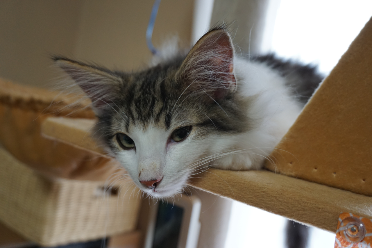 f:id:kazuhiro0214:20200313231729p:plain