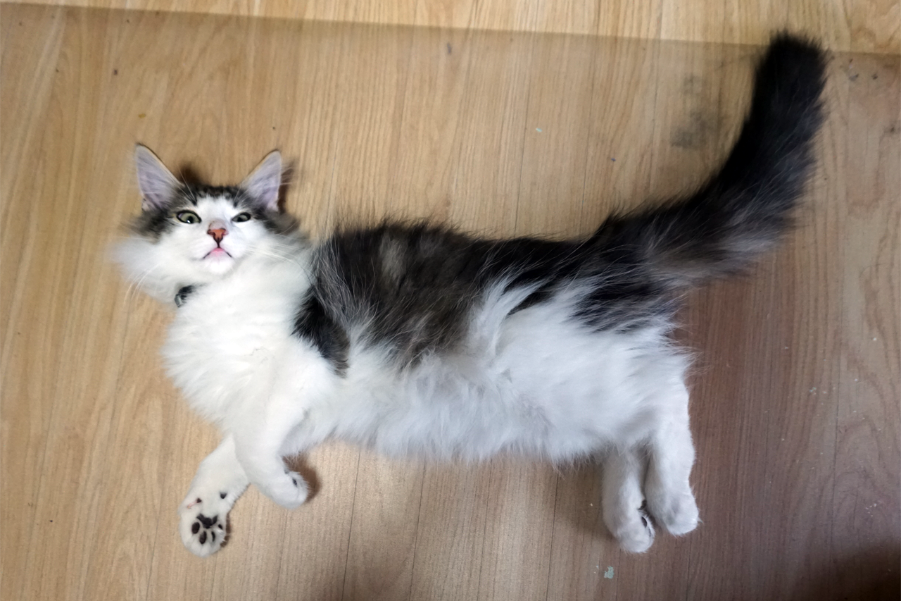 f:id:kazuhiro0214:20200313231802p:plain