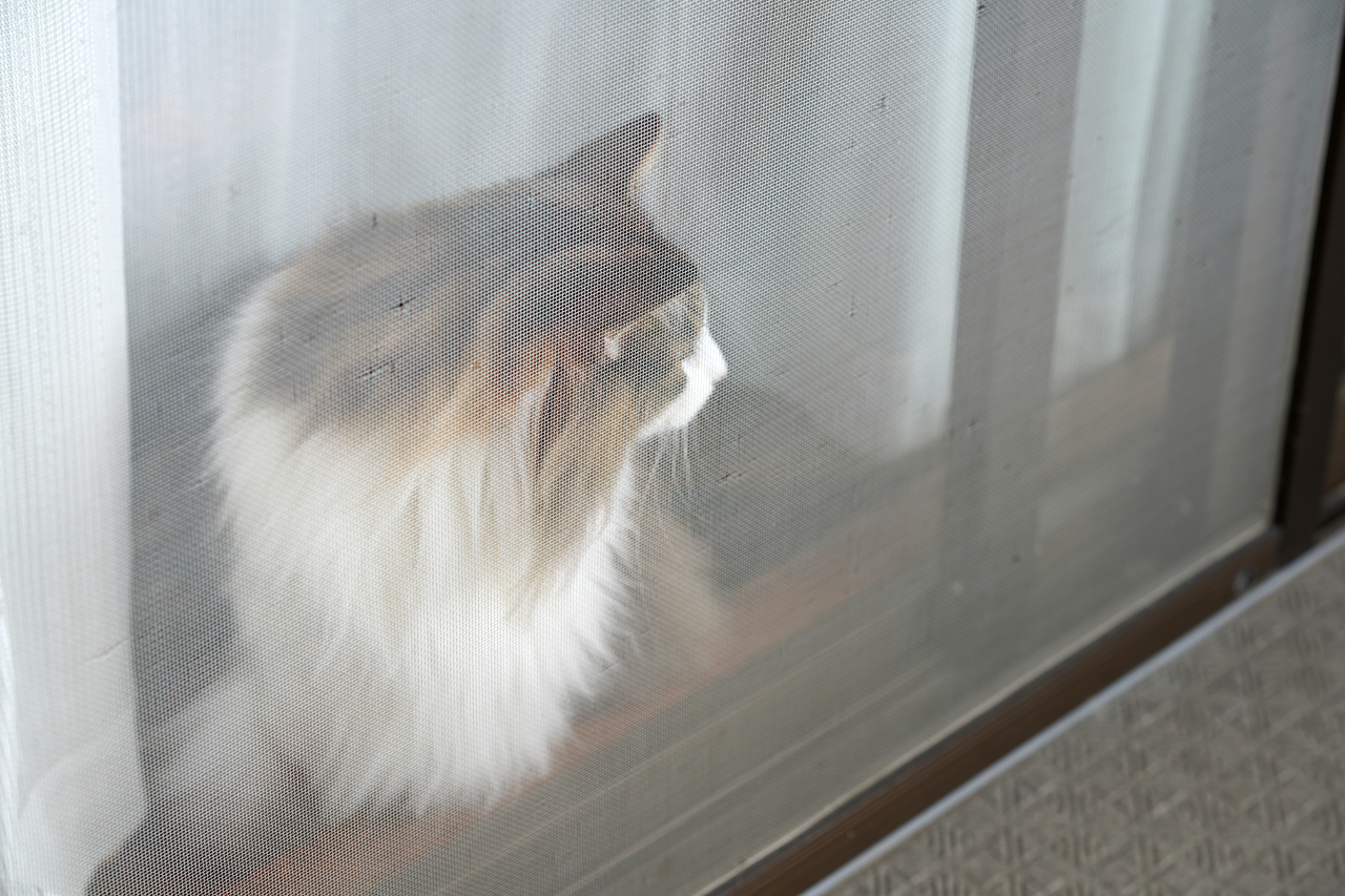 f:id:kazuhiro0214:20200315104429p:plain