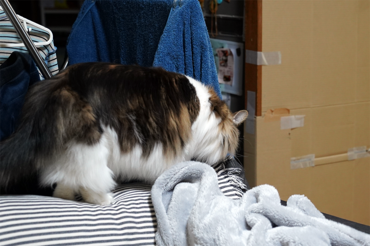 f:id:kazuhiro0214:20200320222620p:plain