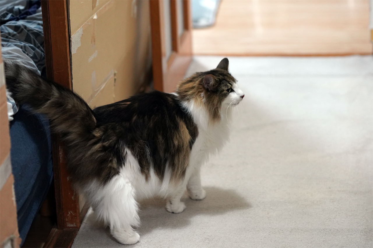 f:id:kazuhiro0214:20200327234745p:plain