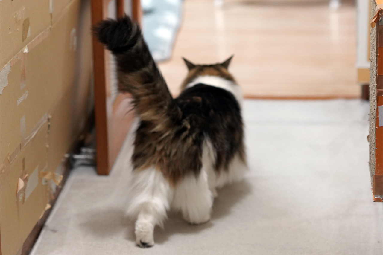 f:id:kazuhiro0214:20200327235010p:plain