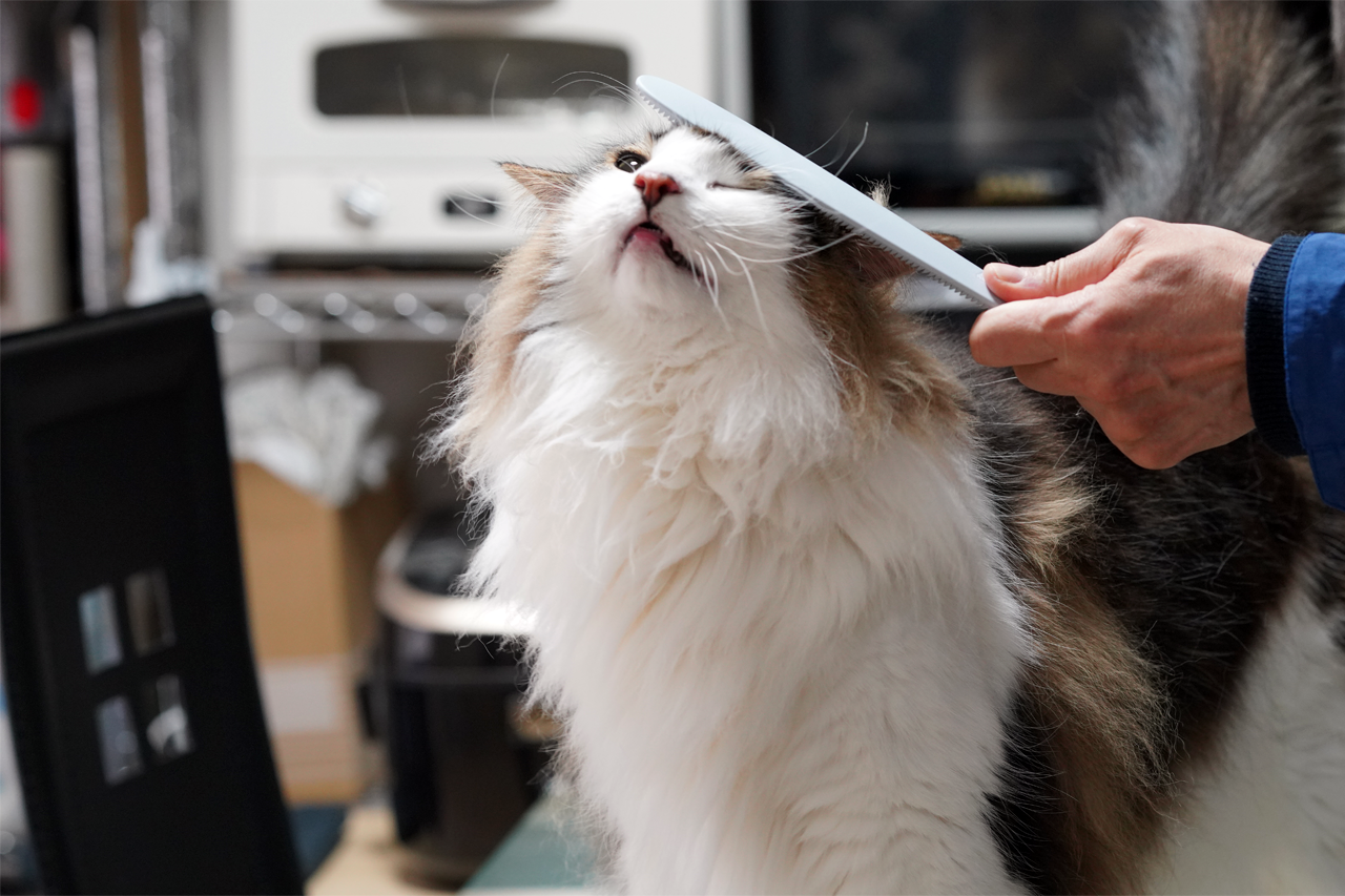 f:id:kazuhiro0214:20200327235512p:plain