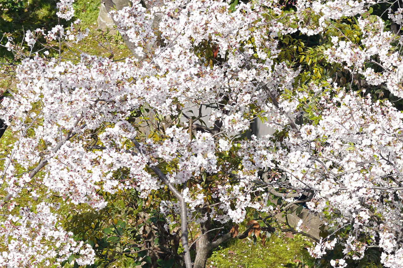 f:id:kazuhiro0214:20200404140858p:plain