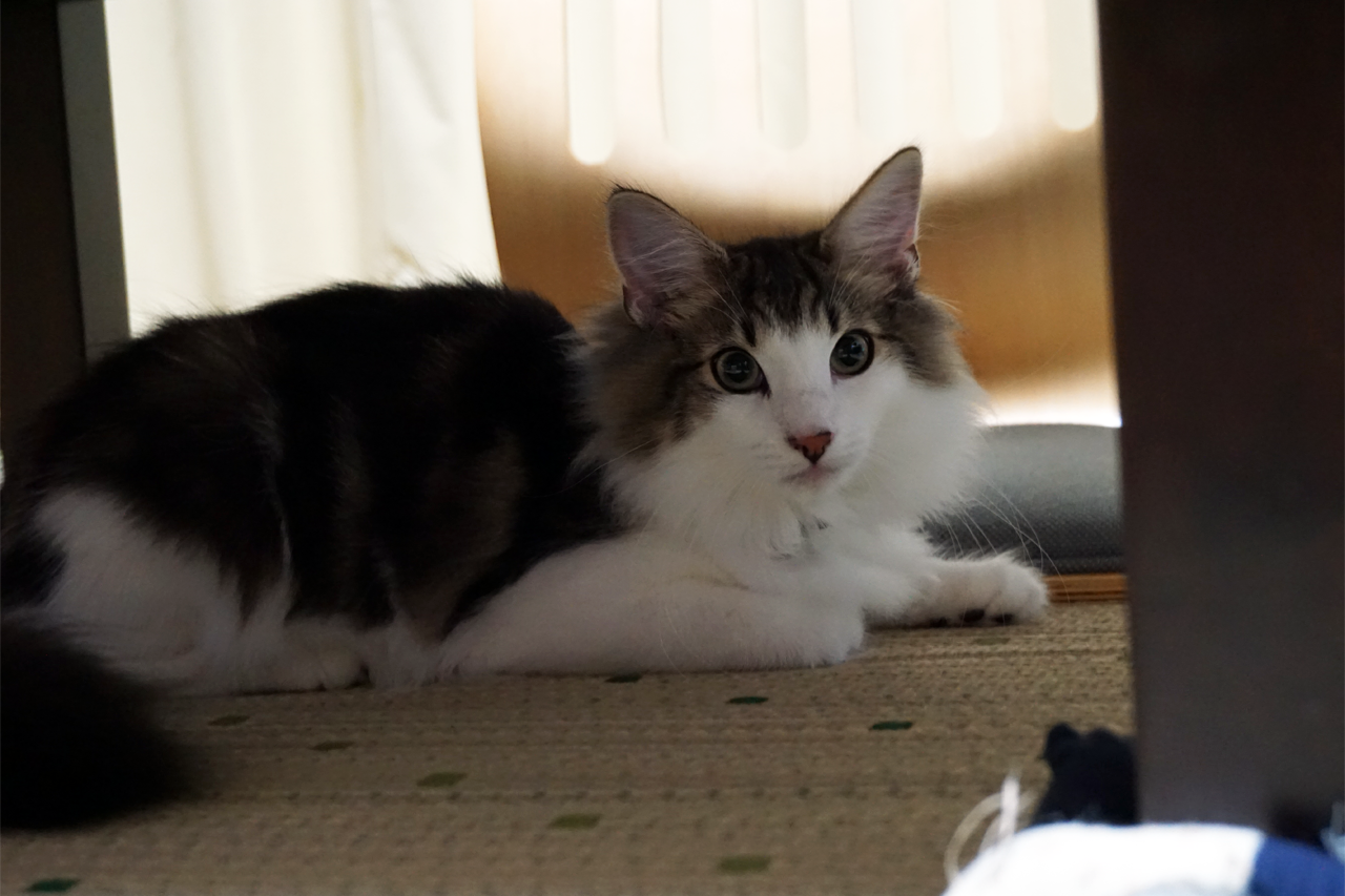f:id:kazuhiro0214:20200410233525p:plain f:id:kazuhiro0214:20200410233525p:plain