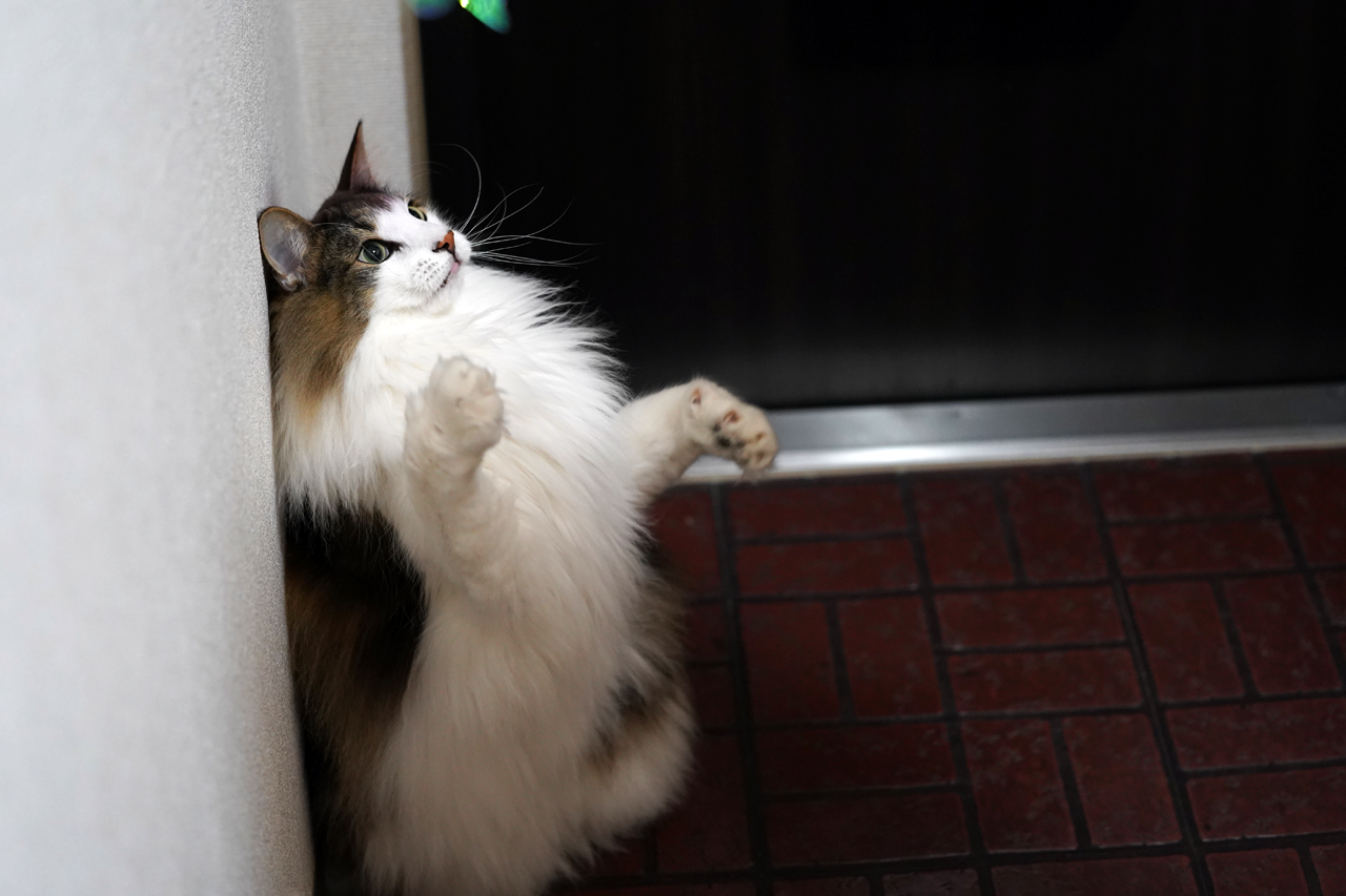 f:id:kazuhiro0214:20200419221343p:plain
