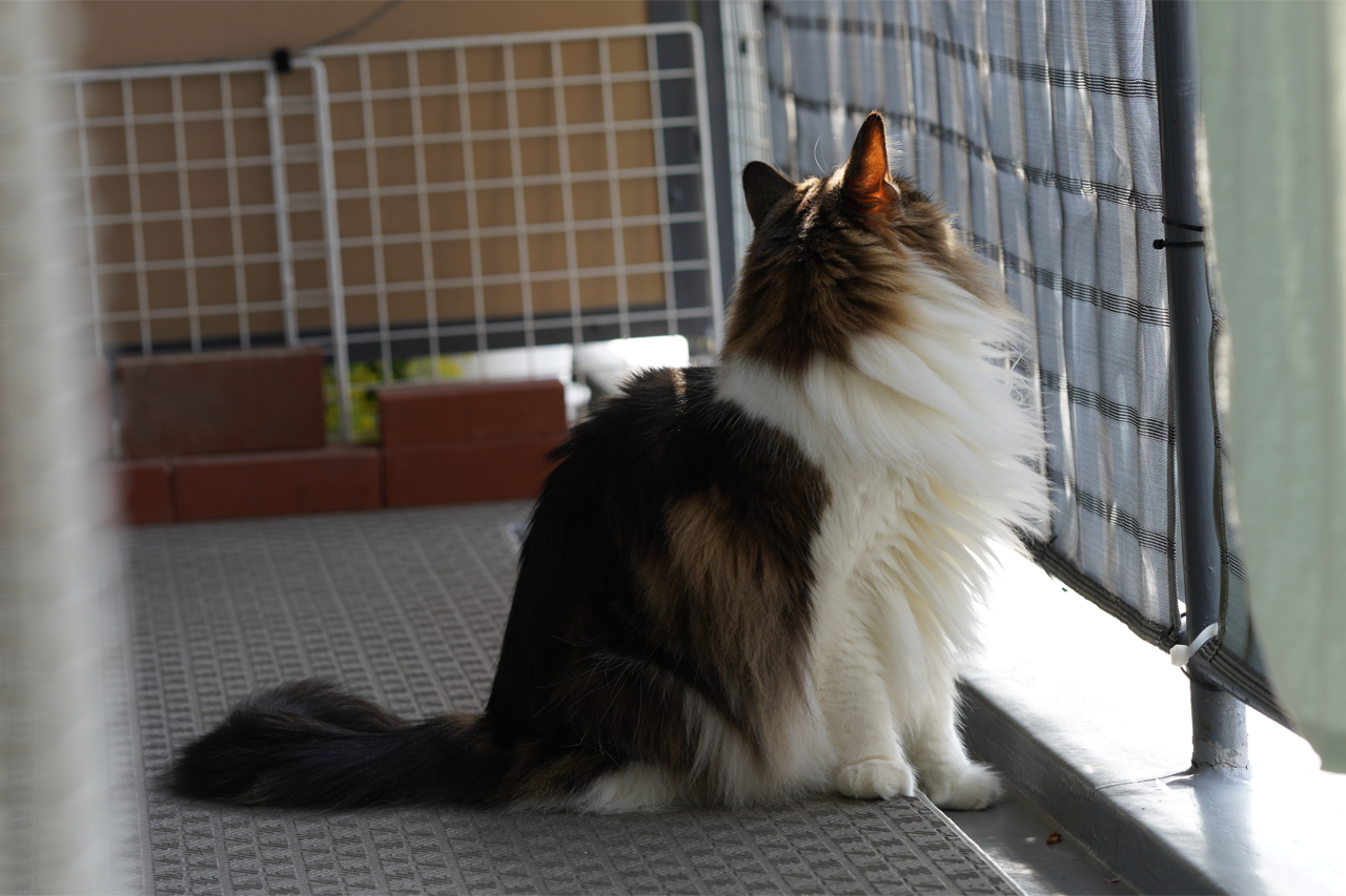 f:id:kazuhiro0214:20200424184926p:plain