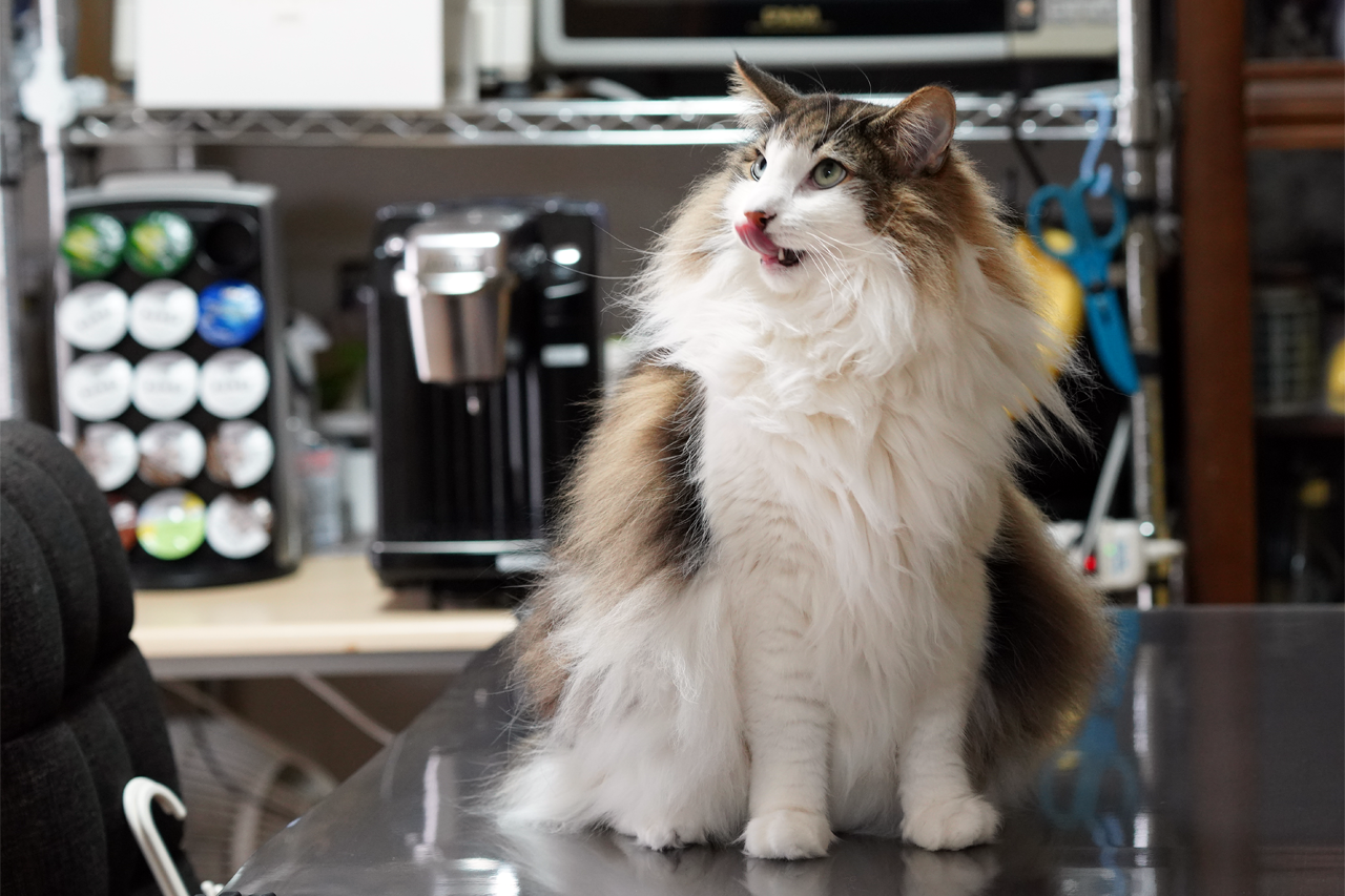 f:id:kazuhiro0214:20200427232127p:plain