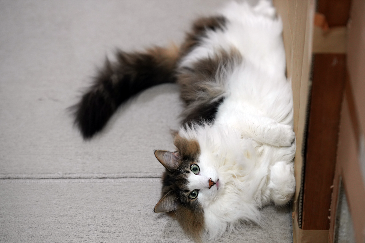 f:id:kazuhiro0214:20200427232238p:plain