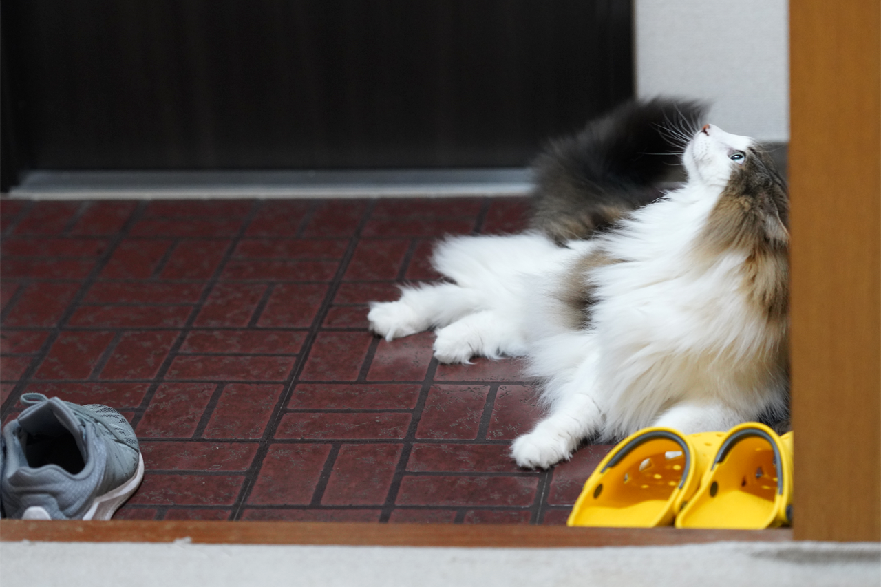 f:id:kazuhiro0214:20200617231034p:plain