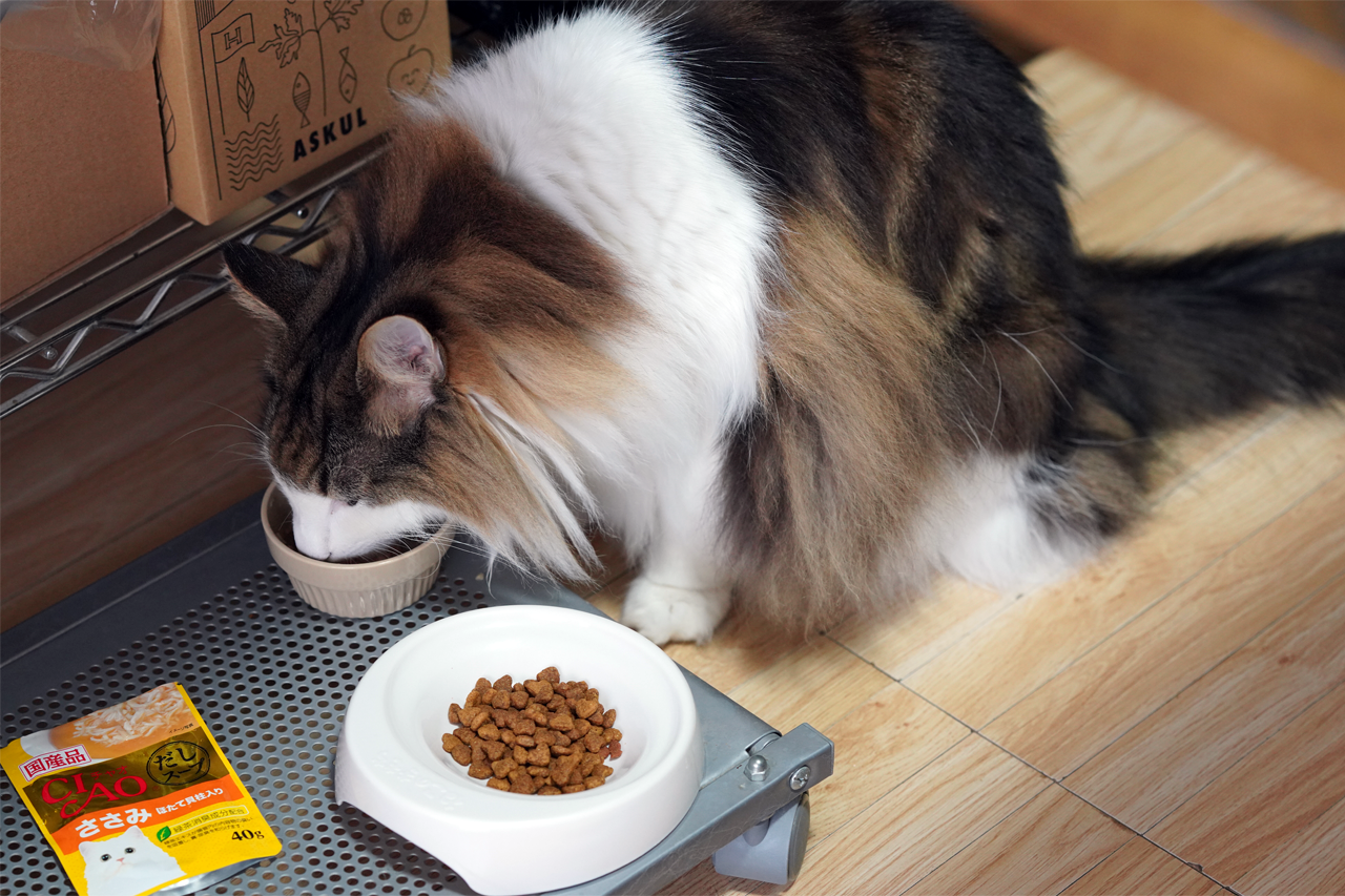ｏ次郎 猫と水分補給 もふもふ日記