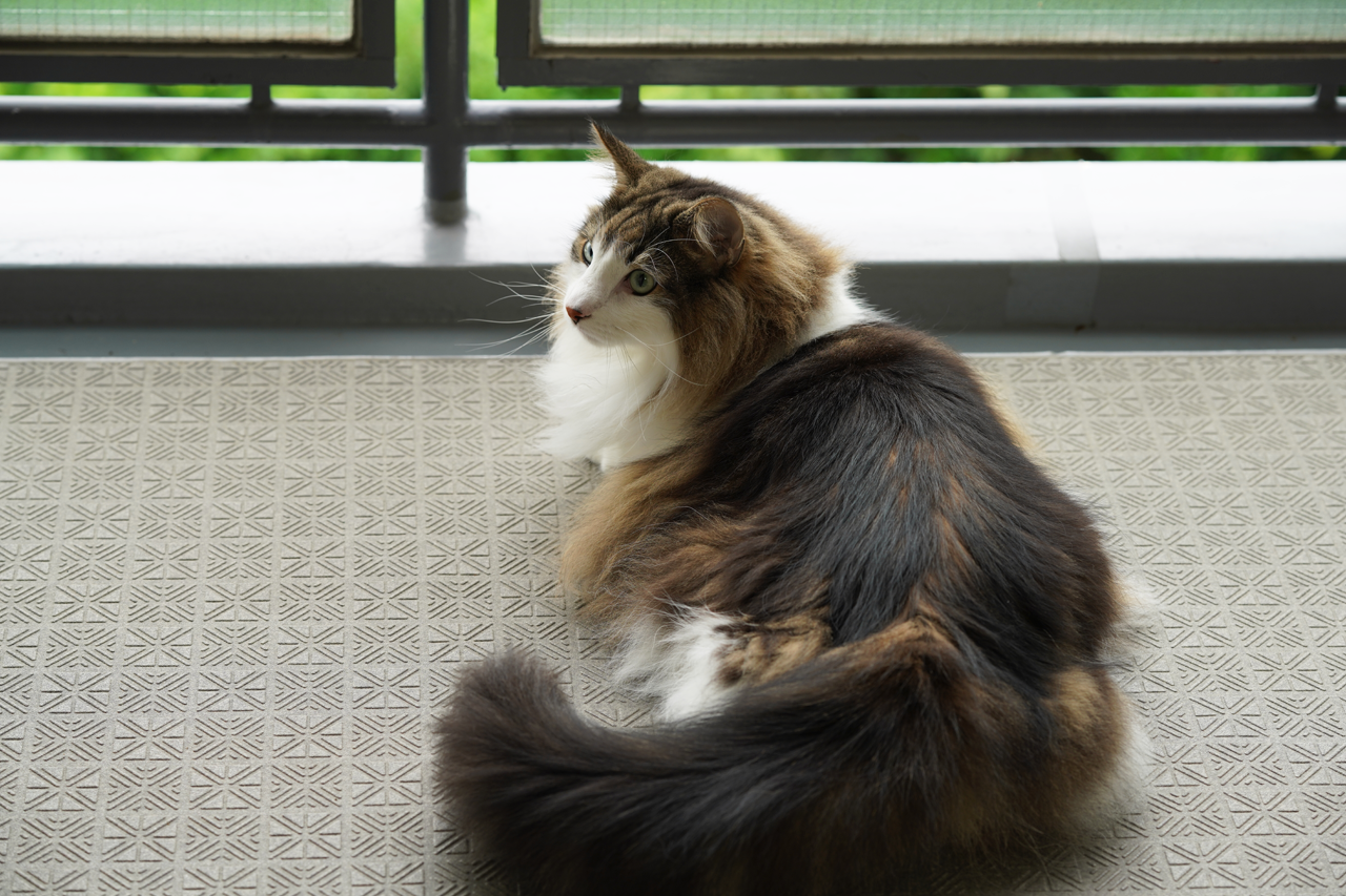 f:id:kazuhiro0214:20200713223014p:plain f:id:kazuhiro0214:20200713223014p:plain
