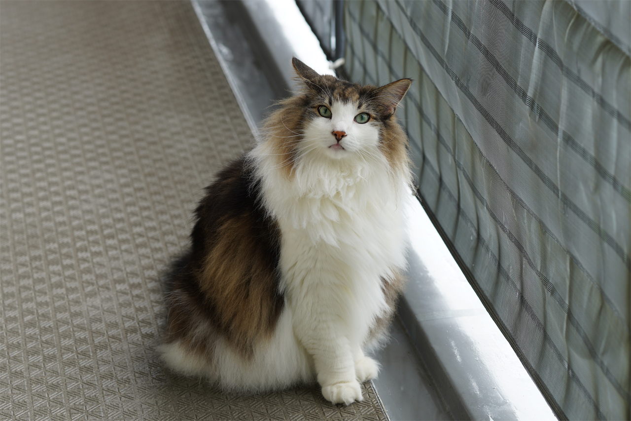 f:id:kazuhiro0214:20200719223951p:plain f:id:kazuhiro0214:20200719223951p:plain