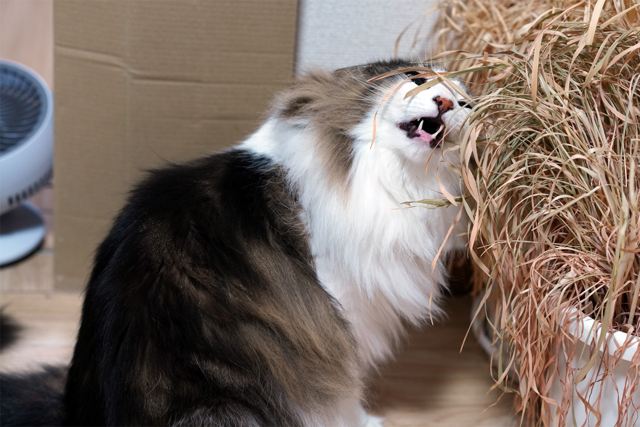 f:id:kazuhiro0214:20200723231019p:plain