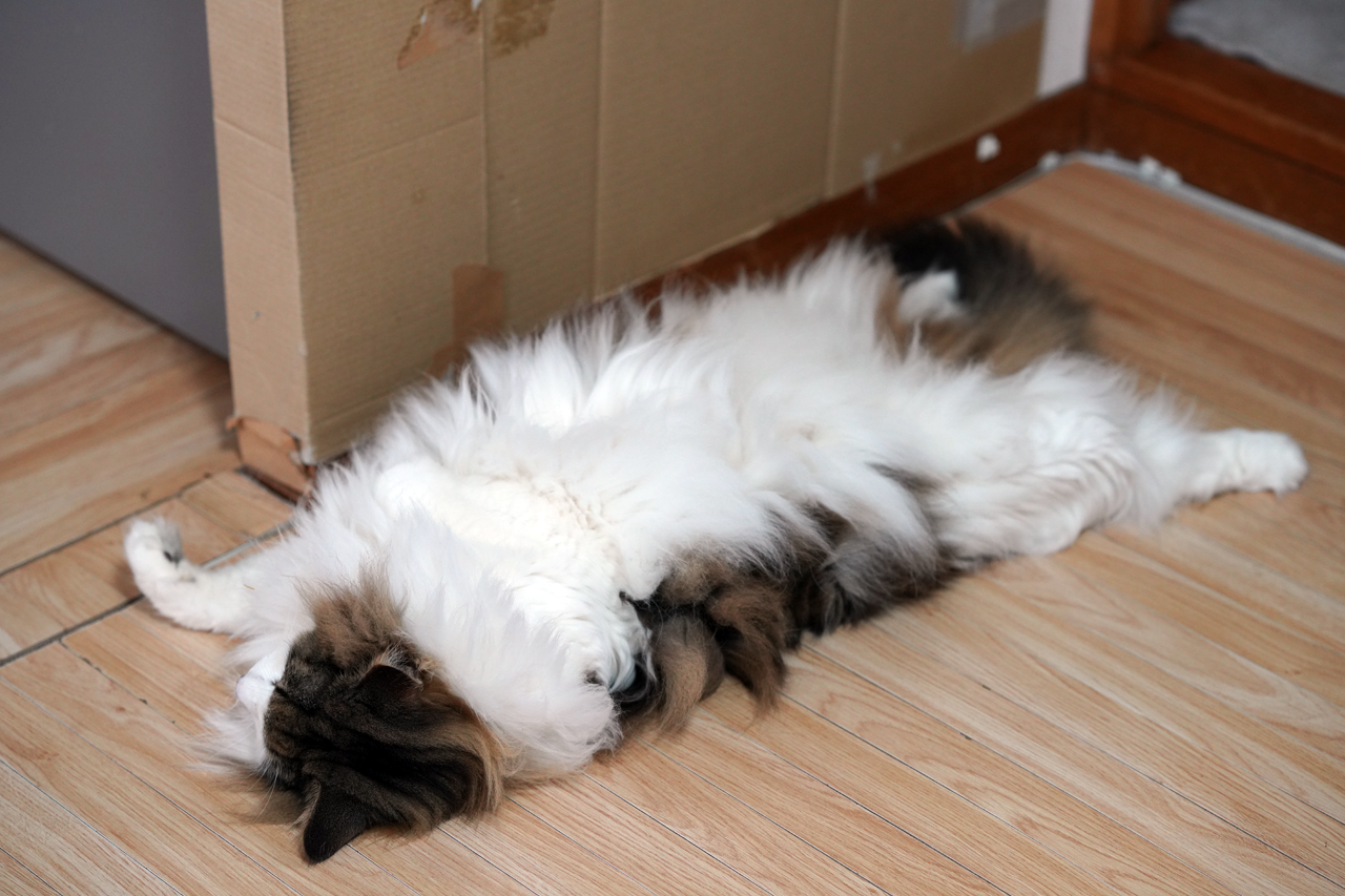 f:id:kazuhiro0214:20200723231332p:plain