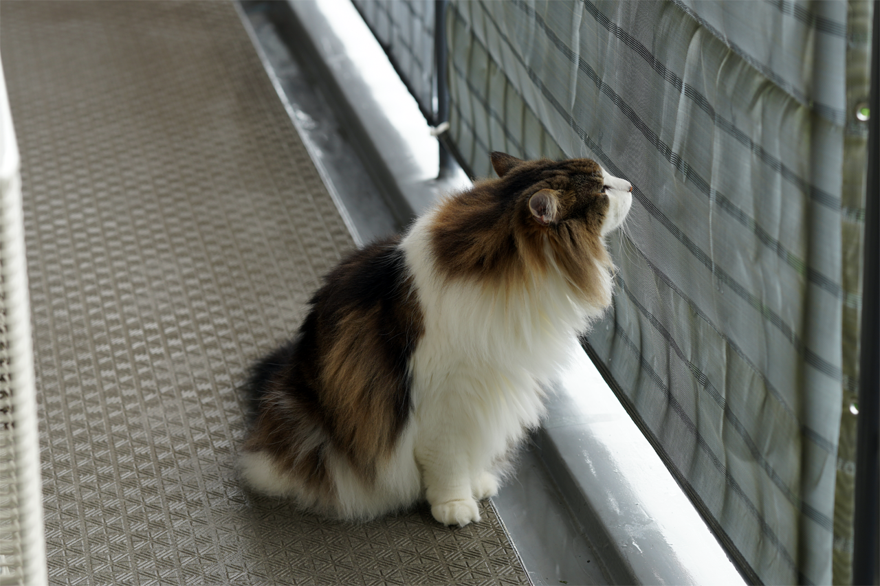 f:id:kazuhiro0214:20200725222313p:plain f:id:kazuhiro0214:20200725222313p:plain