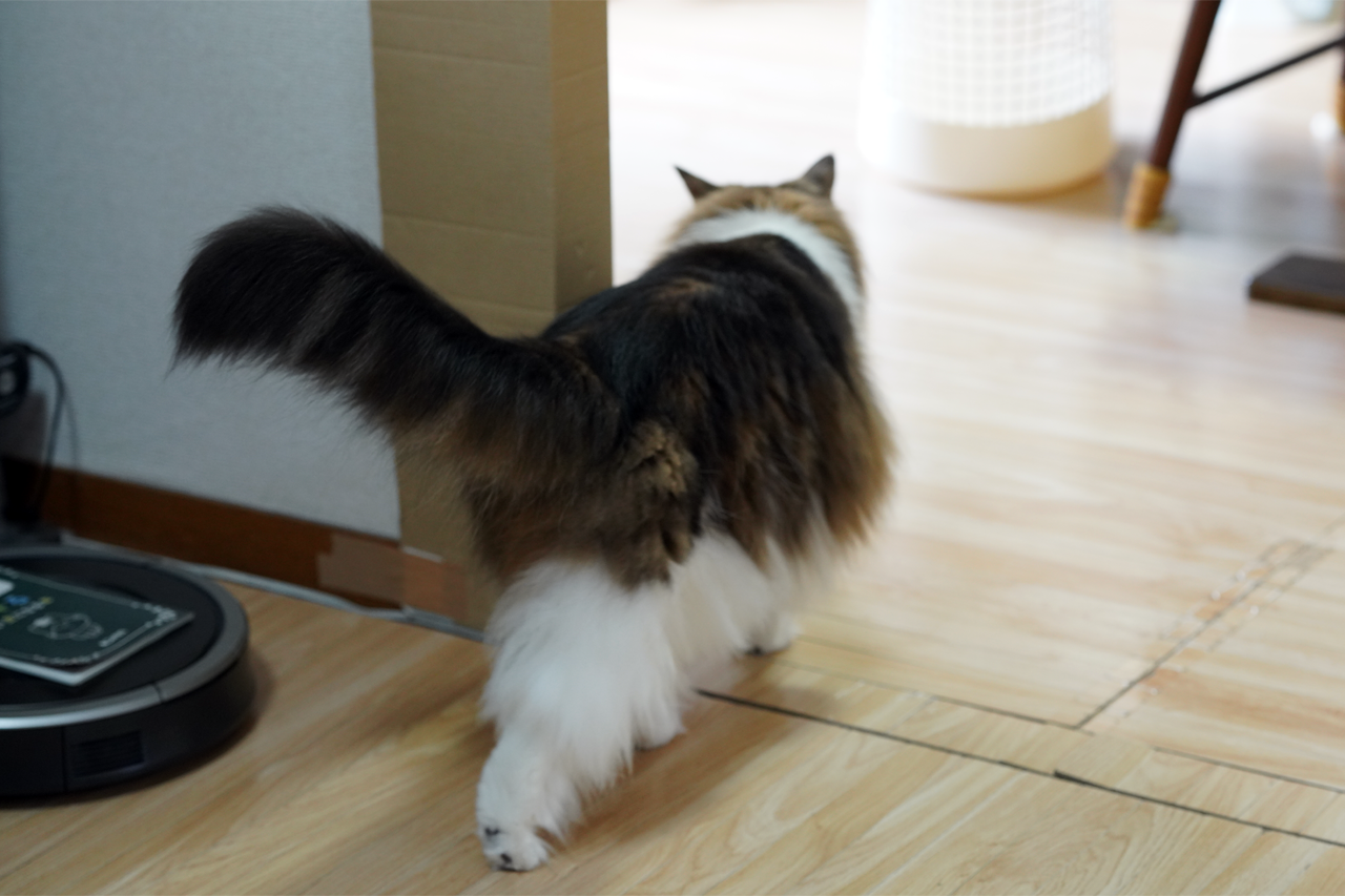 f:id:kazuhiro0214:20200806225342p:plain