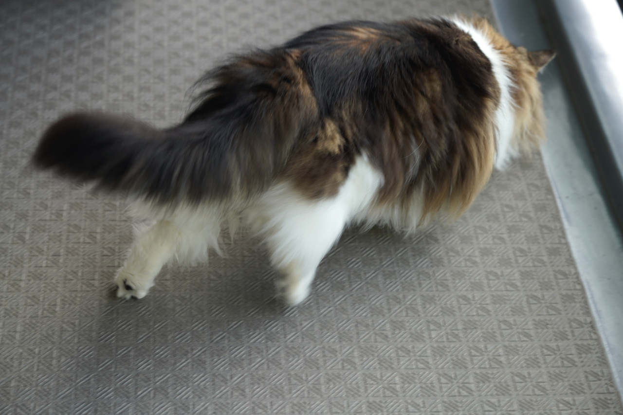 f:id:kazuhiro0214:20200812224816p:plain