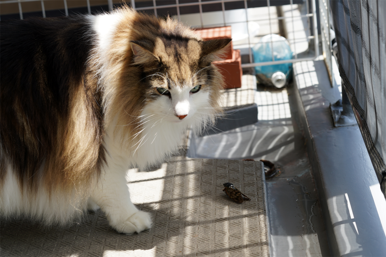 f:id:kazuhiro0214:20200812225146p:plain