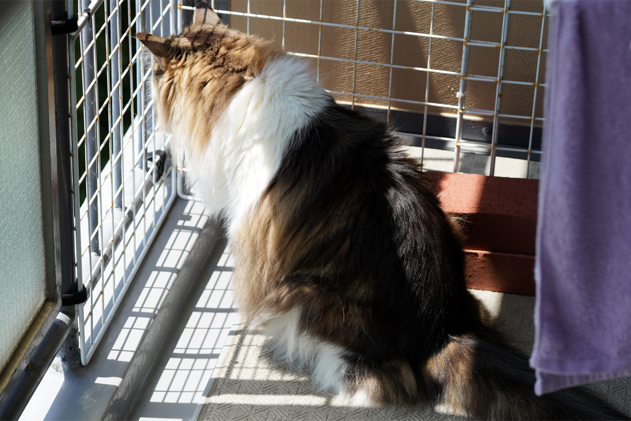 f:id:kazuhiro0214:20200812225413p:plain