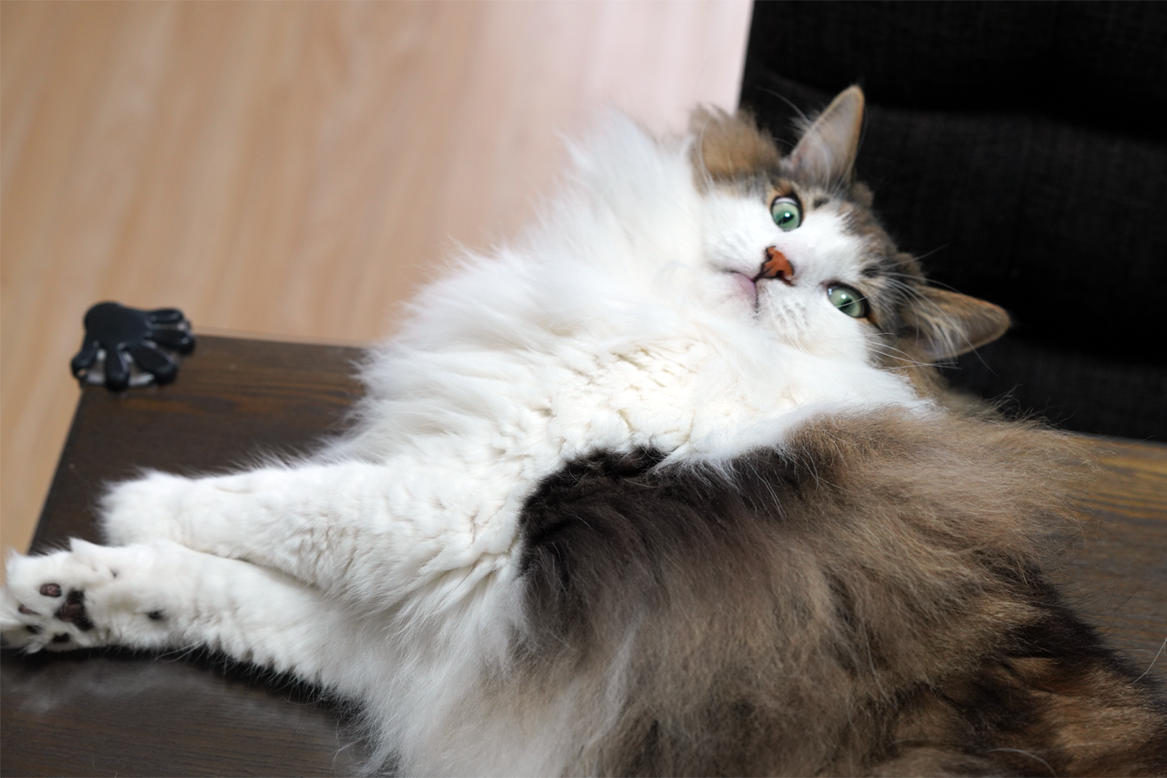 f:id:kazuhiro0214:20200820230129p:plain